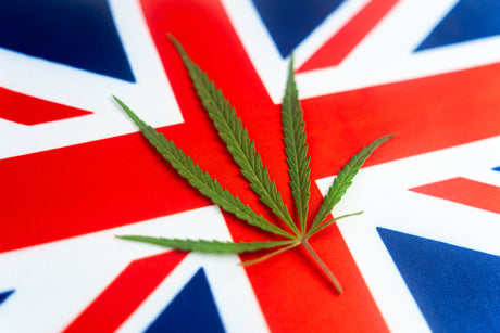 UK CBD Market in 2023: Our Top CBD Oil Brand Reviews